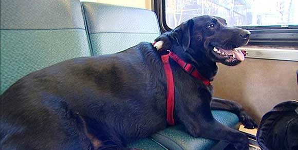Eclipse, la cagnolina che prende da sola l’autobus per raggiungere il parco