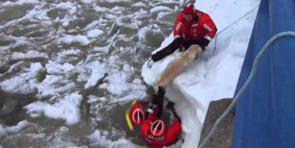 Pompieri salvano Labrador caduto nel ghiaccio