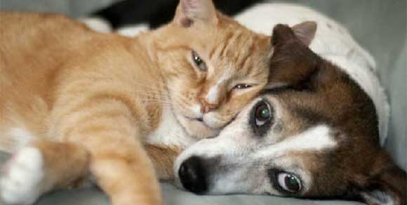 No al pignoramento di cani e gatti: on line una petizione