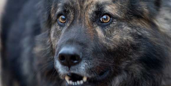 A cane viene vietato di abbaiare: pena una multa da 2.800 euro