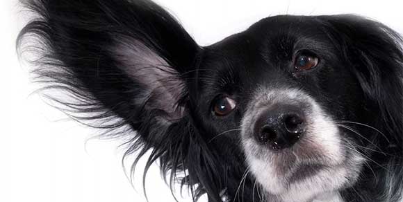 I cani capiscono le menzogne: lo rivela una ricerca