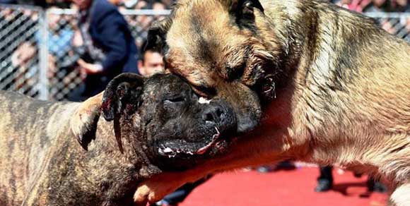 Cani costretti a combattere fino alla morte: immagini shock dalla Cina