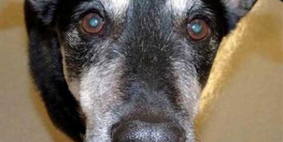 Frankie, il cane che annusa il tumore alla tiroide e… indovina!