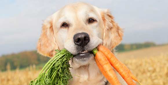 Dieta vegetariana per cani e gatti è maltrattamento secondo FederFauna