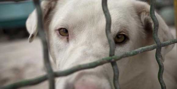Iran, iniezioni di acido per liberarsi dei cani randagi