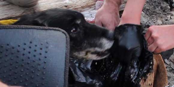 Cade nel catrame: cane salvato dai turisti