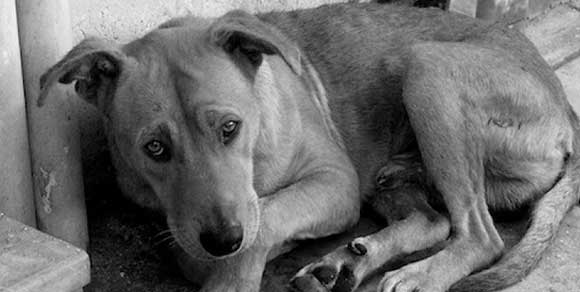 Non prendersi cura del proprio cane è reato: condannata famiglia di Trento