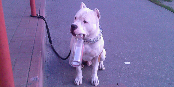 Usa, costringe il cane a bere la vodka: arrestato