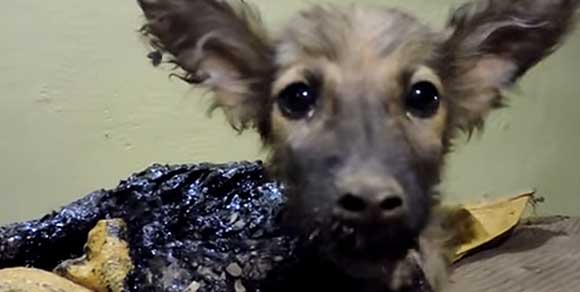Cucciolo cade in una pozza di bitume: ecco il video del salvataggio