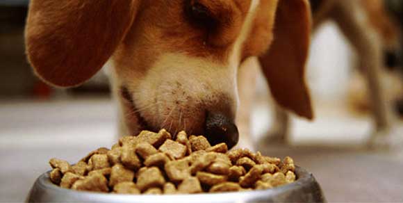 Rischi e pericoli dell'alimentazione industriale nel cane e nel gatto