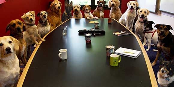 Oggi è la giornata mondiale dei cani in ufficio