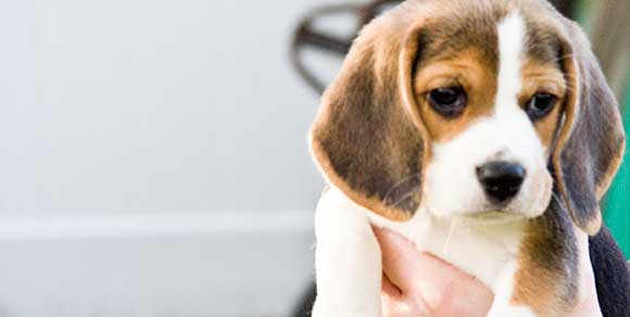 “O me o il cane”, il fidanzato sceglie la sua piccola Beagle