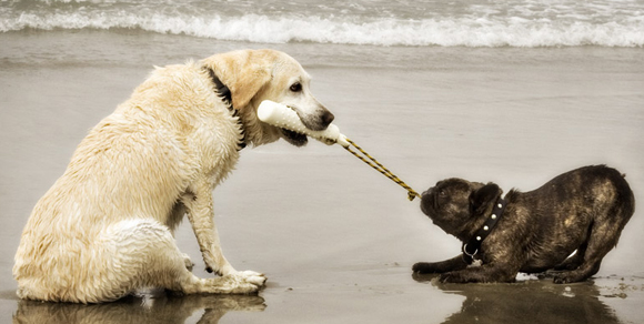 Aidaa, una petizione per chiedere spiagge riservate ai cani