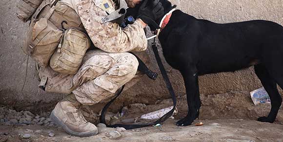Cane randagio sfamato da due soldati: il video diventa virale