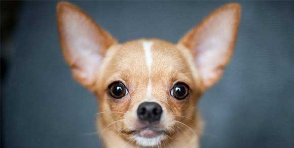 Traffico di cuccioli: sequestrati diversi Chihuahua nel Reggiano