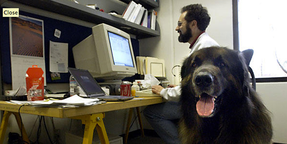 Il cane in ufficio? Il migliore antistress!