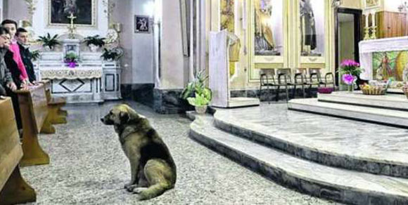 Tommy, il cane che da due mesi attende la padrona morta ai piedi dell’altare