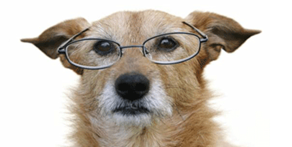 Addio Briciola, tra i cani più anziani al mondo: aveva trenta anni