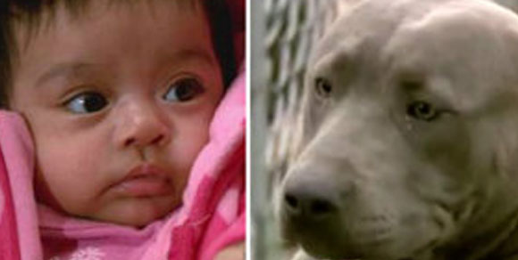 Indianapolis: bambina rischia di essere rapita, ma un cucciolo di Pitbull la salva