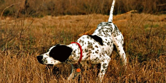 Aidaa, strage di cani da caccia: negli ultimi tre anni 7.500 quelli fucilati per errore