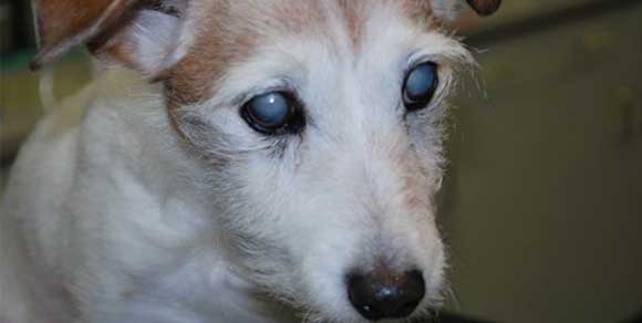 Abbandonato in mezzo alle sue feci: il triste destino di un cane cieco