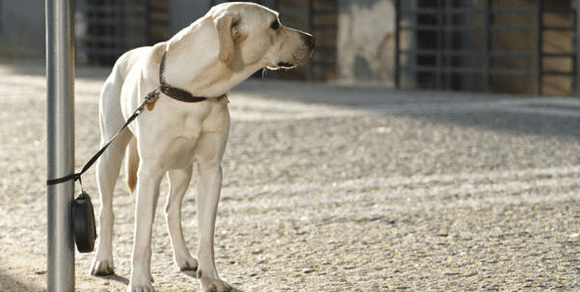 Friuli Venezia Giulia, cani in negozi e uffici pubblici: approvata legge regionale