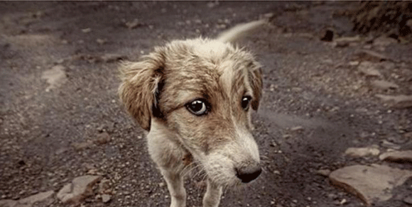 La fine misteriosa dei cani deportati in Germania: Aidaa lancia allarme
