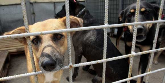 Bilancio in rosso, proposta shock di un consigliere comunale: «Abbattiamo 200 cani»