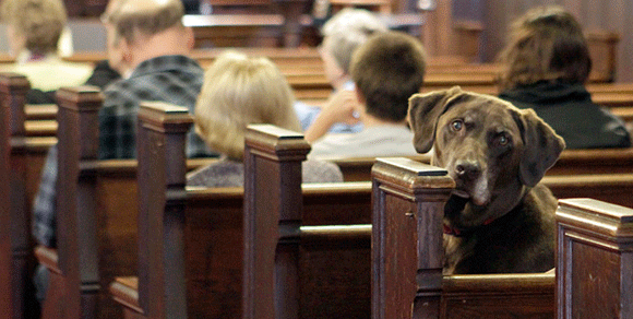 Quattro zampe tra divieti e permessi: cane-guida fermato in chiesa