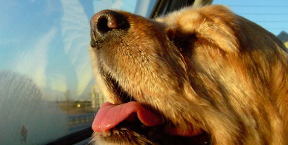 Cassazione: «Reato lasciare il cane chiuso in auto». E diventa legge la riforma dei condomini
