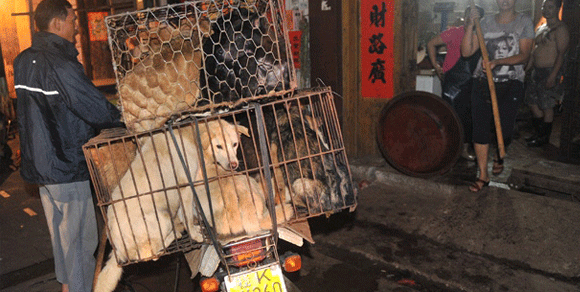 Cina e tradizioni: cani uccisi e cucinati davanti ai clienti