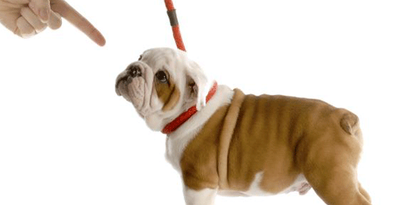 Pro Plan Dog Training Online School, il galateo per i cani in viaggio
