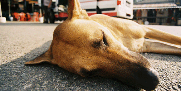 Sardegna, scaraventa cane da scuolabus e lo investe: autista denunciato