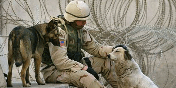 Dal Kosovo a Perugia: Enpa e soldati salvano undici cani randagi