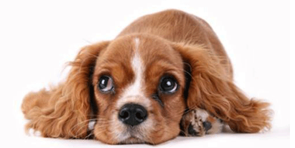 La sindrome da privazione sensoriale nel cane