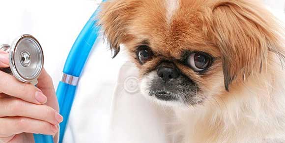Anmvi, per ora la detraibilità delle spese veterinarie è salva!