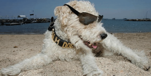 Sardegna più “animal friendly”: aperti tratti di spiaggia ai cani