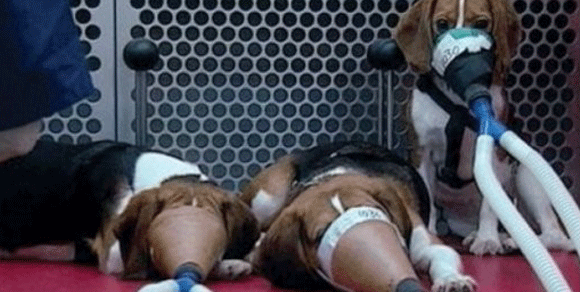 Lav, esperimenti sui cani senza anestesia: ecco i nomi dei “cattivi”