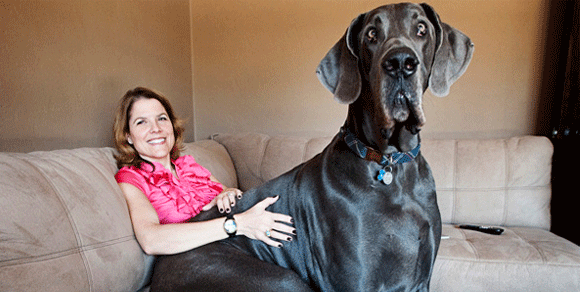 Ѐ Zeus il cane più alto del mondo: 1,12 metri senza contare la testa