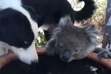 Koala-e-cane-insieme-2