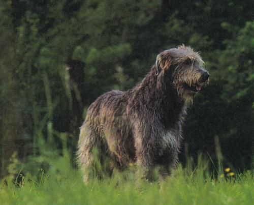 Irish Wolfhound (Levriero Irlandese)