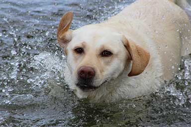 Labrador-in-acqua