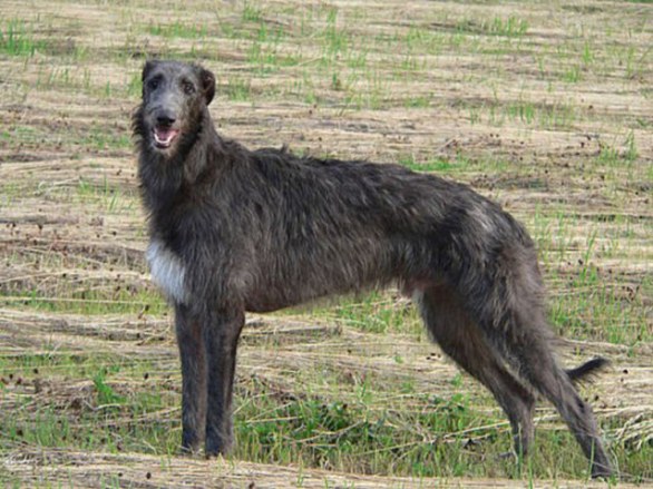Deerhound (Levriero Inglese a Pelo Ruvido)