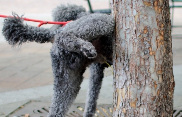 New-Company-Releases-Product-to-Prevent-Dogs-From-Peeing-on-Trees