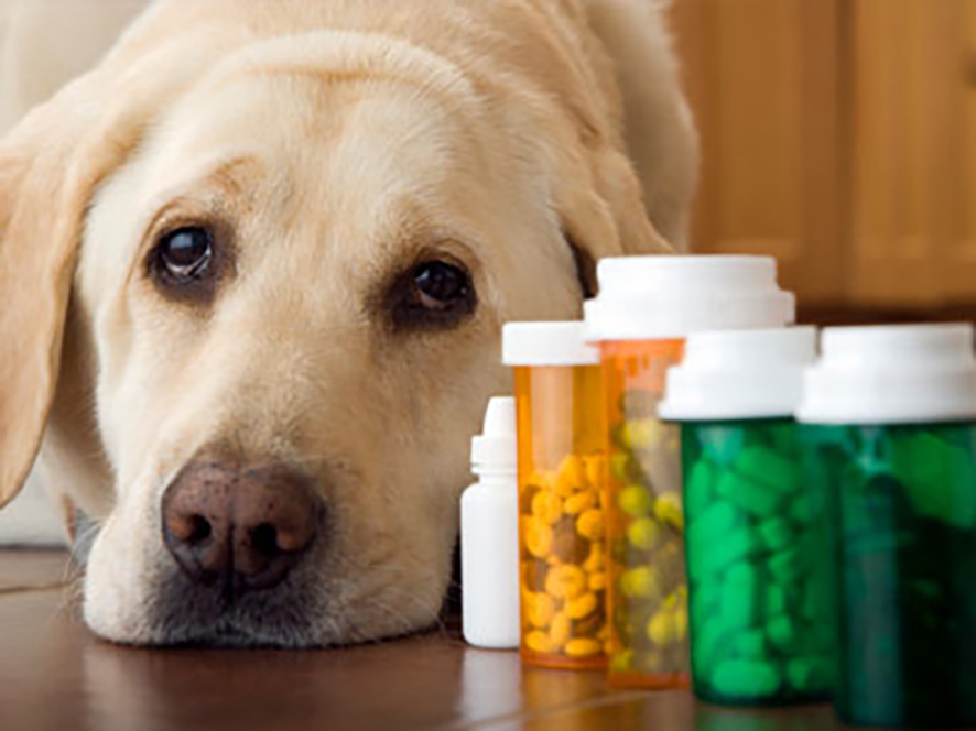 Pet-Medications