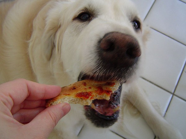 Pizza-Dog-141