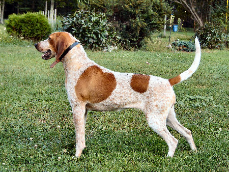 Redtick Coonhound