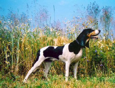 Berner Laufhund (Segugio del Bernese)