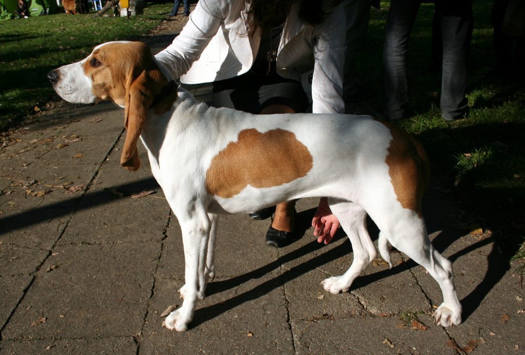 Schweizer Laufhund (Segugio Svizzero)