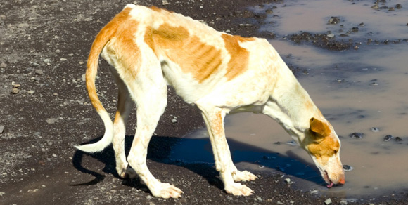 Cani abbandonati, per il 2012 previsioni catastrofiche